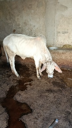 થંબનેલ 3