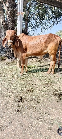 ગીર ઓડકી ૨ વર્ષ નિ ઓરીજનલ