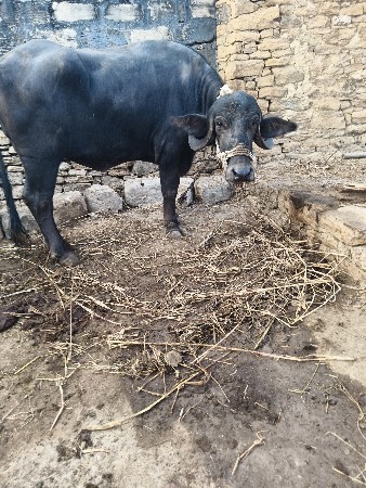 દેવભૂમિ દ્વારકા જિલ્લો તાલુકો કલ્ય