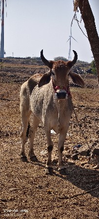 બળદ વેચવાના છે