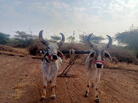 વેચવા ના છે