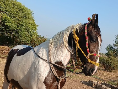 થંબનેલ 3