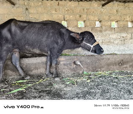 थंबनेल 3