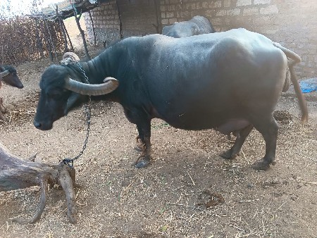 ભેસ વેચવાની સે