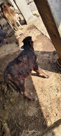 थंबनेल 3