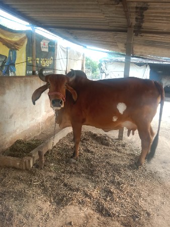 थंबनेल 3