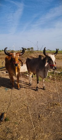 વેચવાના છે