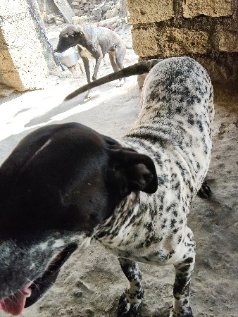 વેચવાની છ