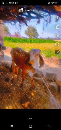 ગીર બૂલ વેચવાનો છે