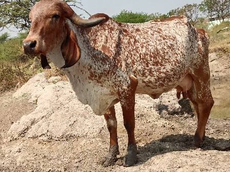 थंबनेल 3