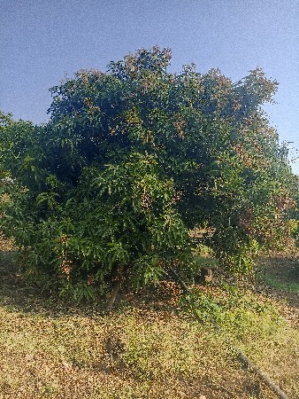 થંબનેલ 3