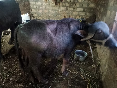 થંબનેલ 2