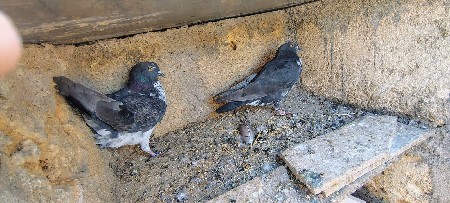 કબૂતર વેચવાના છે