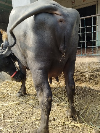 ભેસ વેચવાની છે