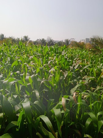 લીલી મકાઈ વેચવાની સે