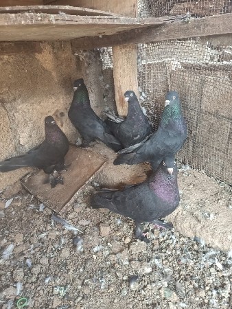 थंबनेल 2