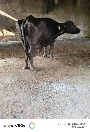 थंबनेल 2