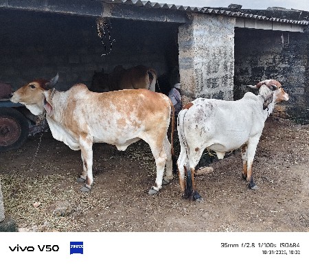 થંબનેલ 2