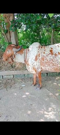 ગાય વેચવાની છે