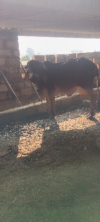 ગાય વેચવાની છે