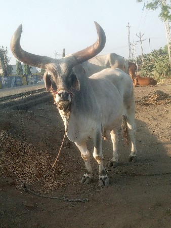 થંબનેલ 2