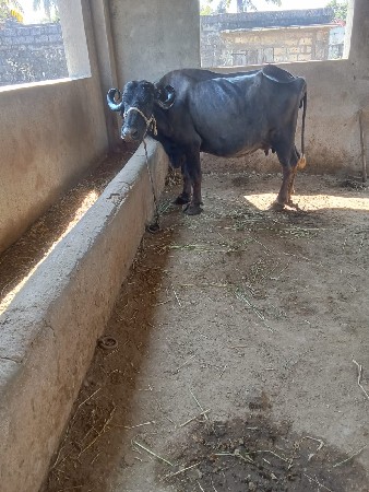 ત્રીજુ વેતર ભેંસ વેચવાની છે