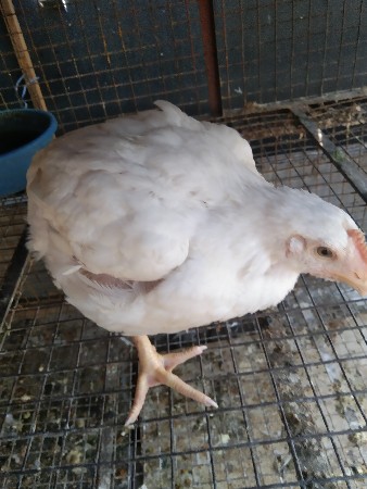 थंबनेल 2