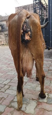 ગાય વેચવાની છે