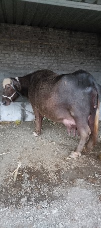 ભેંસ વેચવાની છે