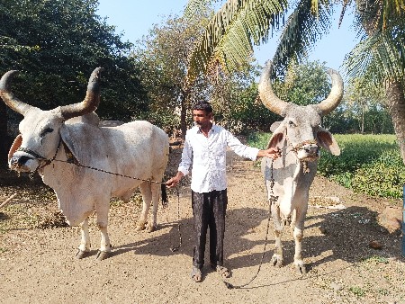 બળદ વેચવાના છે
