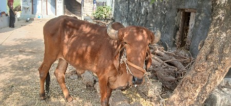 વાછડો વેચવાનો છે