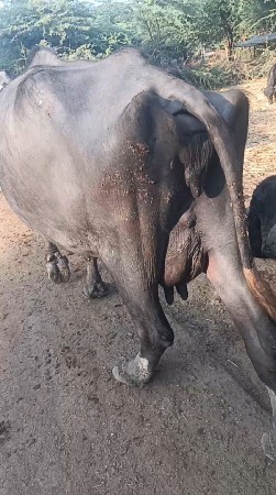 ભેસ વેસવી વેણલ છે