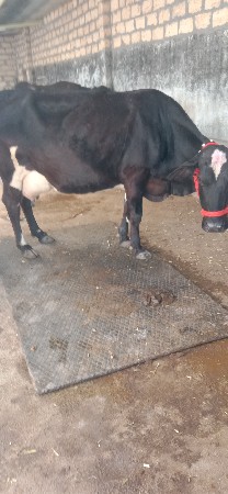 આ ગીર ક્રોસ ગાય વેચવાની છે