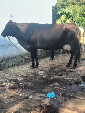 ગાય વેસવાનીસે