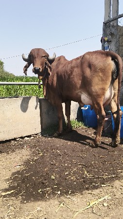 ઓરીજનલ ગીર ઓડકી