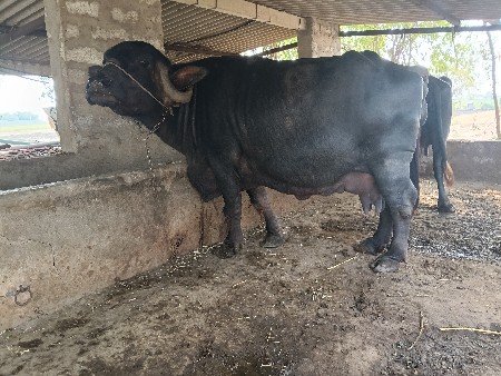 थंबनेल 3