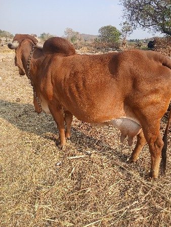 ગાય વેચવાની