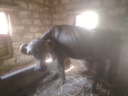 थंबनेल 3