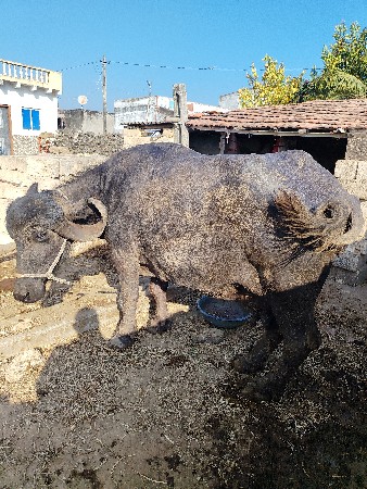 ભેંસ વેચવાની છે