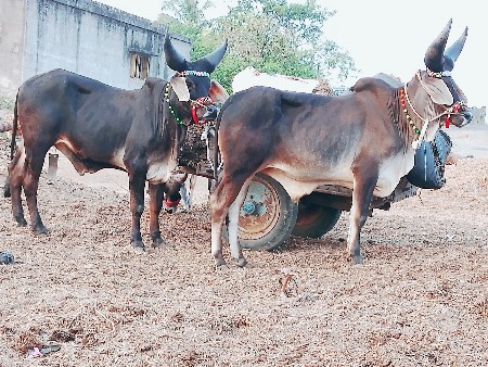 બળદ વેચવાના છે