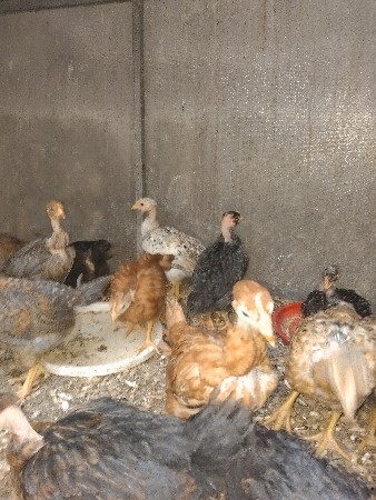 અમેરિકન નેકેડ નેક ગરદન ગટ્ટા દેશી