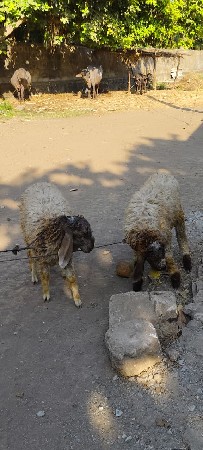 थंबनेल 2