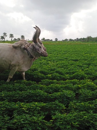 થંબનેલ 3