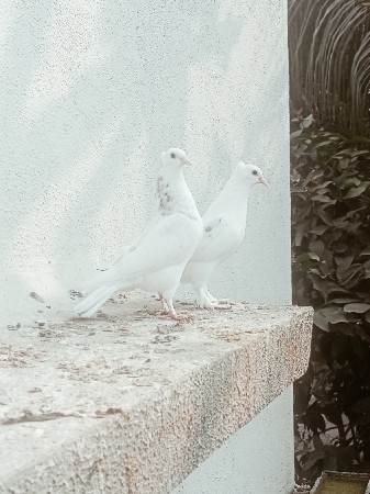 ચોટી મોજા વારો જોટો