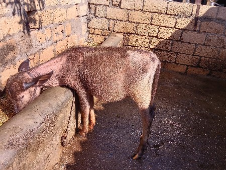 વેચવાની છે