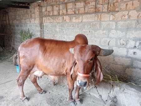 थंबनेल 2