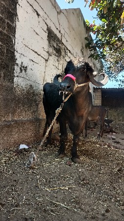 ભેંસ વેચવાની છે