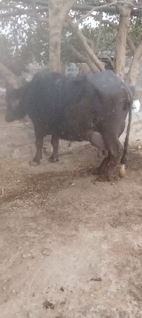 ભેંશ વેસવાની છે