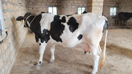 6.7 લીટર દૂધ હજાર માં સે