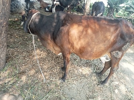 थंबनेल 3